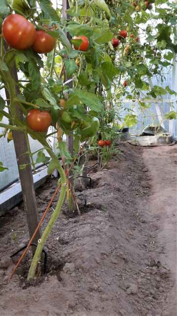 Прикорневой полив